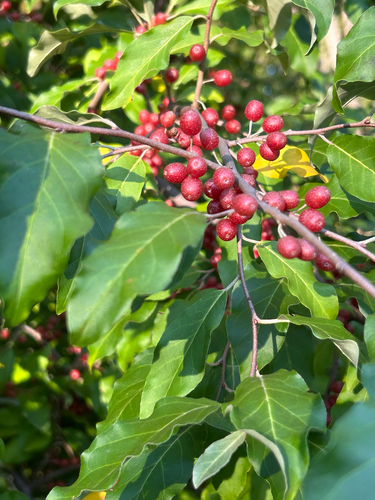 autumn olive