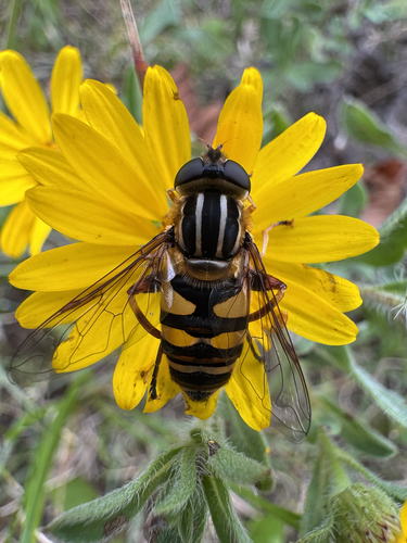 Narrow-headed Marsh Fly