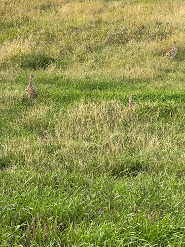 Sharp-tailed Grouse