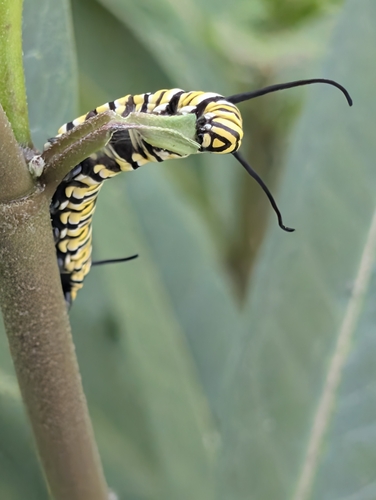 Monarch