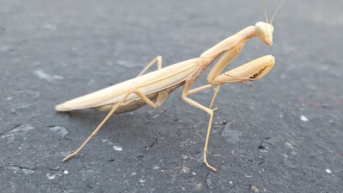 European Mantis