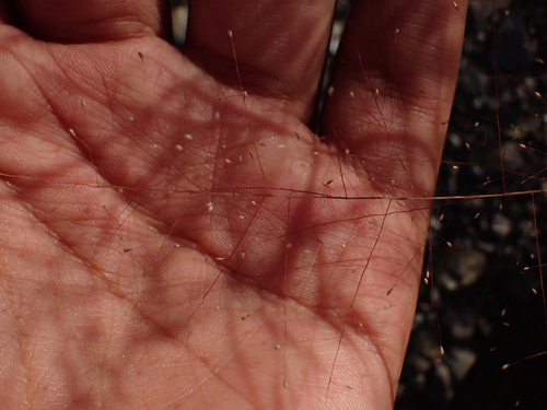 delicate muhly