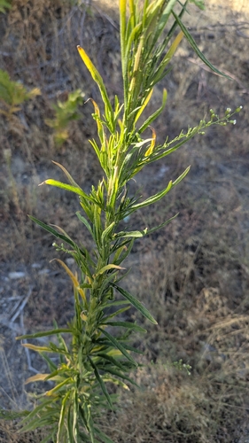 iNaturalist observation photo of horseweed