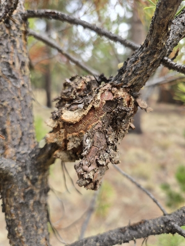 Western Gall Rust