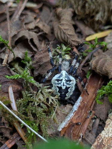 Nordmann's Orbweaver Spider
