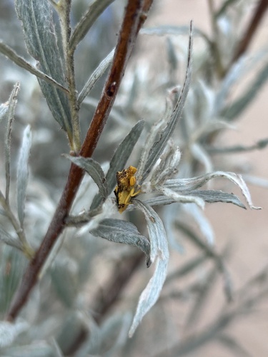 Jagged Ambush Bug