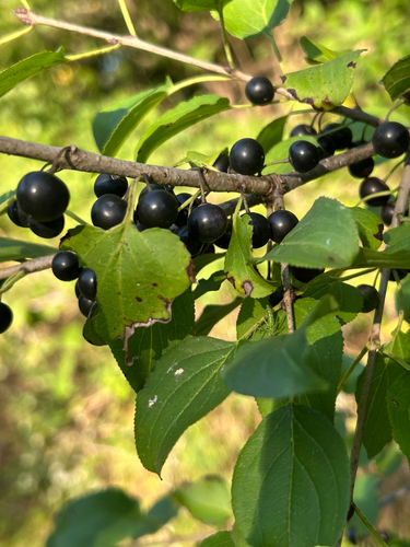 common buckthorn
