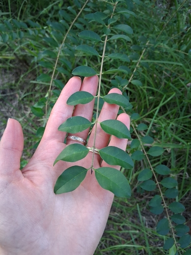 Chinese privet