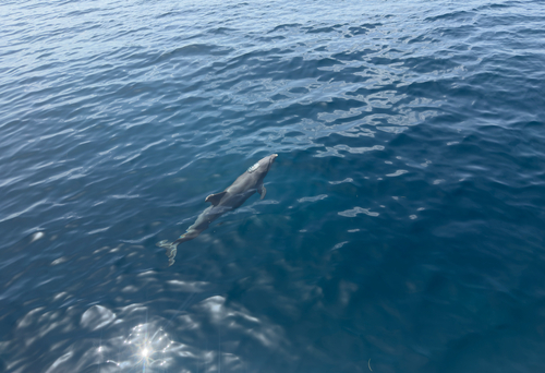 Common Bottlenose Dolphin