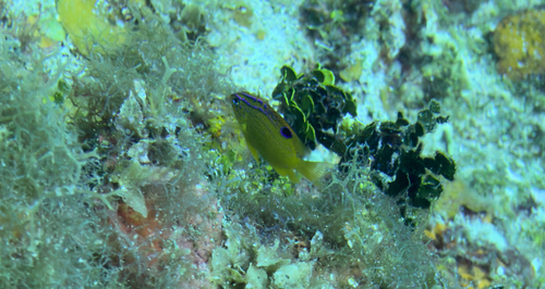 Longfin Damselfish