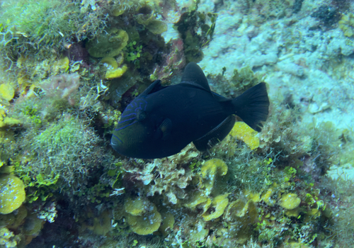 Black Triggerfish