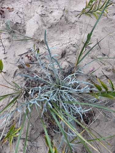 Pitcher's thistle