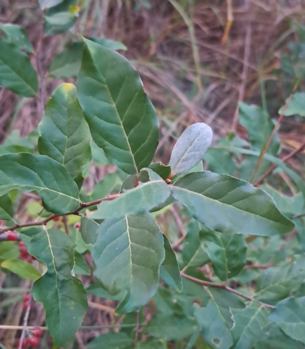 autumn olive