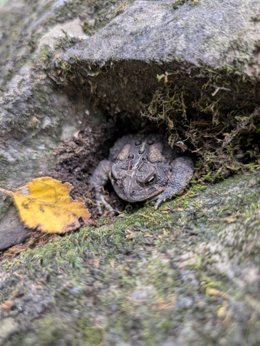 American Toad