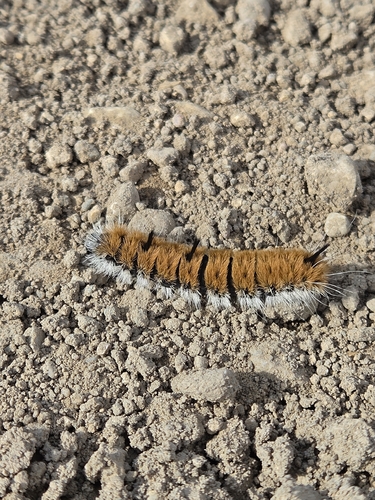 Large Gray Dagger