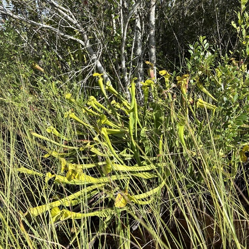 yellow pitcher plant