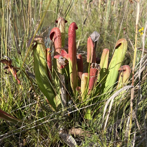 Sarracenia minor minor