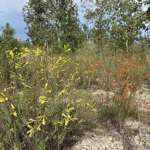 Scarlet Calamint