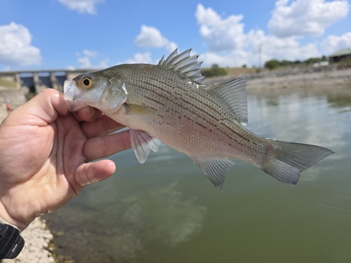 White Bass