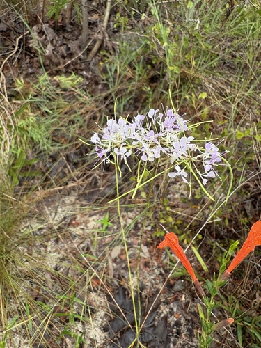 Carolina Pinelandcress
