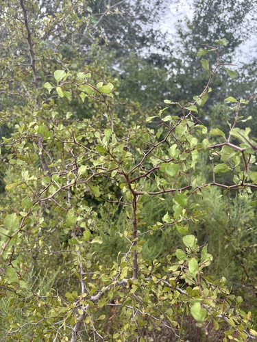 Sandhill Hawthorn