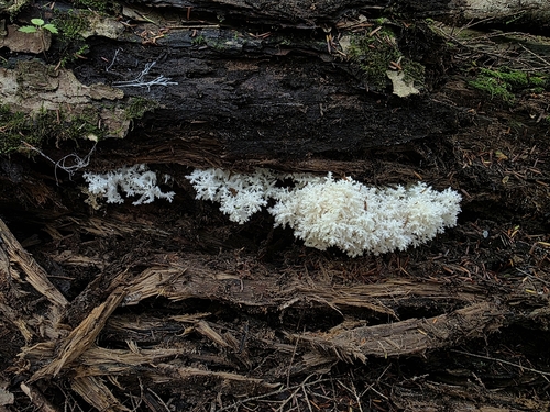 Coral tooth fungus