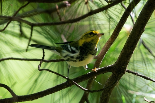Black-throated Green Warbler