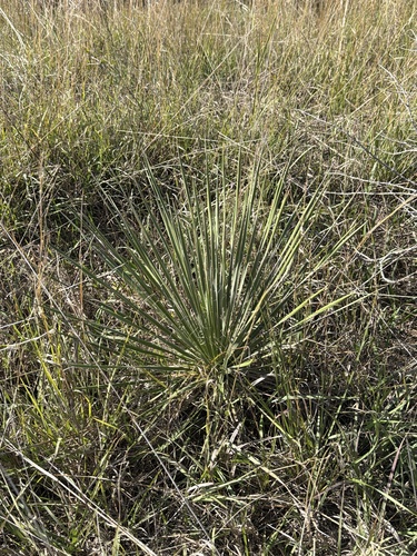 Great Plains yucca