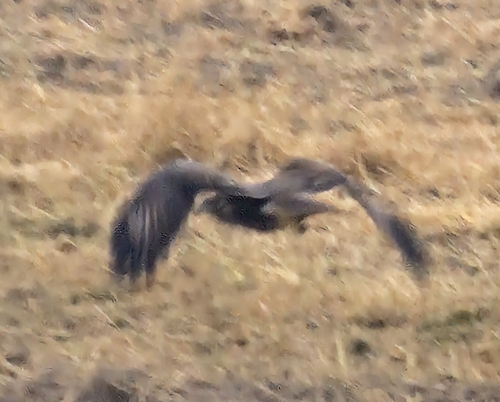 Common Buzzard