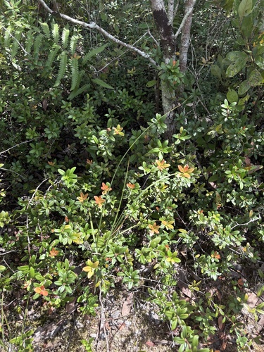 climbing fetterbush