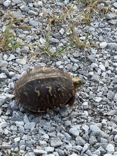 Ornate Box Turtle