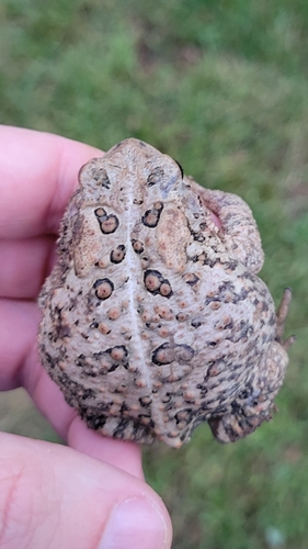 American Toad