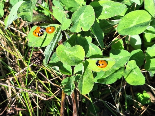 Seven-spotted Lady Beetle