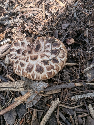 shingled hedgehog