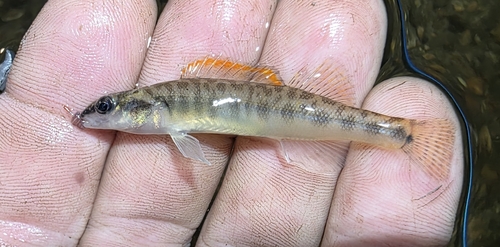 Slenderhead Darter