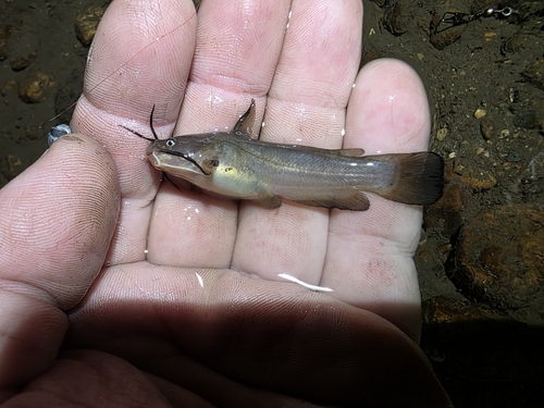 Yellow Bullhead