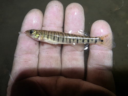 Common Logperch