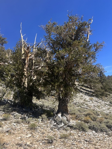 iNaturalist observation photo of Great Basin bristlecone pine