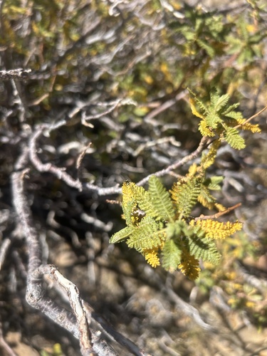 iNaturalist observation photo of fernbush