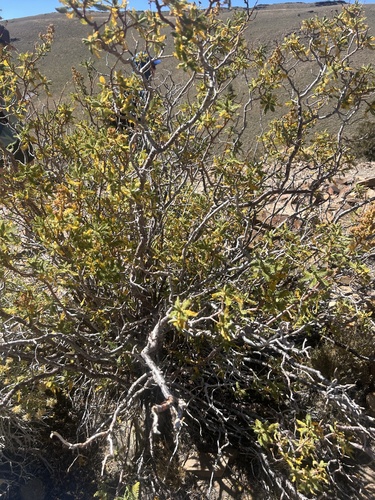 iNaturalist observation photo of fernbush