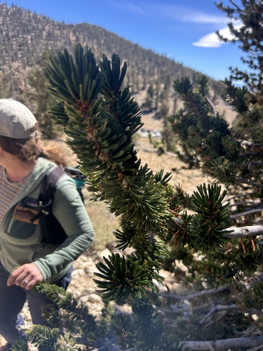 iNaturalist observation photo of Great Basin bristlecone pine