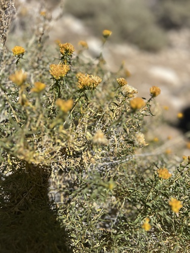 iNaturalist observation photo of Yellow Rabbitbrush