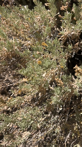 iNaturalist observation photo of Black Sagebrush