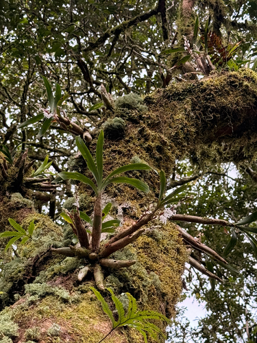 Pinalia bicolor