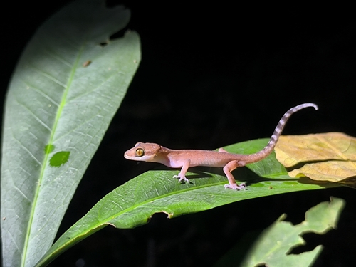 Oldham's Bow-fingered Gecko