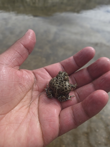 iNaturalist observation photo of Yosemite Toad