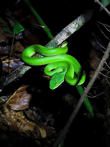 White-lipped Pit Viper