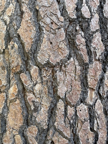 iNaturalist observation photo of pines