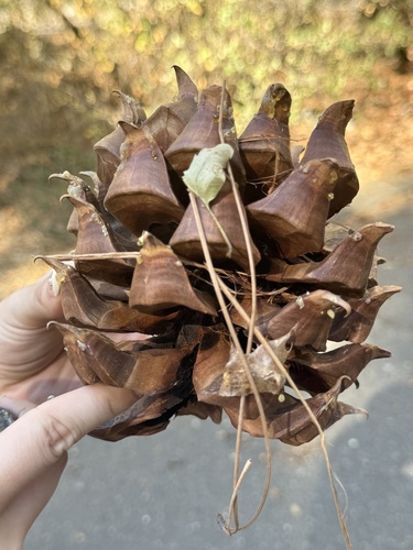 iNaturalist observation photo of Coulter pine