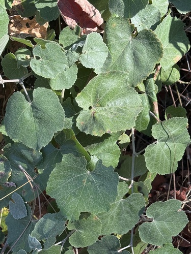 iNaturalist observation photo of California wild grape